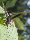 Hornet find something to eat on the leaf