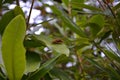 A hornet in the greenery.