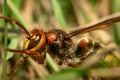 Hornet on the ground Royalty Free Stock Photo