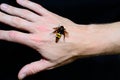 Hornet on the hand Royalty Free Stock Photo