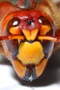 Hornet head