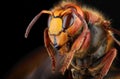 Hornet head in high magnification