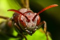 Hornet head shot