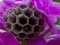 hornet honeycomb made into flower