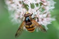 Hornet hoverfly feeding on flowers in close up Royalty Free Stock Photo