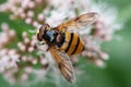 Hornet hoverfly feeding on flowers in close up Royalty Free Stock Photo