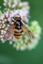 Hornet hoverfly feeding on flowers in close up Royalty Free Stock Photo