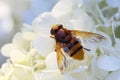 A Hornet Hoverfly sits on the blossoms of a hydrangea