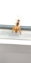 Hornet insect largest of the eusocial wasps similar in appearance to yellow jackets their sting is very painful to humans