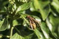 Hornet on ivy leafs Royalty Free Stock Photo