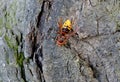 Hornet - Macro Shot on tree Royalty Free Stock Photo