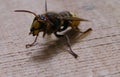 Hornet marauder invader killer bee Royalty Free Stock Photo
