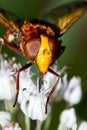 Hornet mimic hoverfly close up Royalty Free Stock Photo