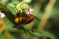 Hornet mimic hoverfly