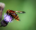 Hornet mimic hoverfly