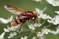 Hornet mimic hoverfly resting on white wildflower. Royalty Free Stock Photo