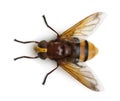 Hornet mimic hoverfly, Volucella zonaria Royalty Free Stock Photo