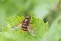 Hornet mimic hoverfly, Volucella zonaria, a Batesian mimic, Valle del Anapo, Sicily, Italy