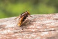 Hornet mimic hoverfly, Volucella zonaria, a Batesian mimic, Valle del Anapo, Sicily, Italy