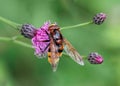 Hornet mimic Hoverfly - Volucella zonaria feeding. Royalty Free Stock Photo