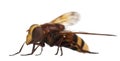 Hornet mimic hoverfly, Volucella zonaria