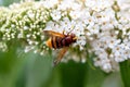 Hornet mimic hoverfly, Volucella zonaria Royalty Free Stock Photo