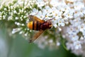 Hornet mimic hoverfly, Volucella zonaria Royalty Free Stock Photo