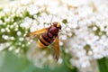 Hornet mimic hoverfly, Volucella zonaria Royalty Free Stock Photo