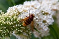 Hornet mimic hoverfly, Volucella zonaria Royalty Free Stock Photo