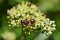 A hornet mimic hoverfly Volucella zonaria on ivy blossoms Royalty Free Stock Photo