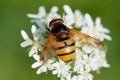 Hornet mimic hoverfly, Volucella zonaria Royalty Free Stock Photo