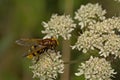 Hornet mimic hoverfly on a white flower Royalty Free Stock Photo