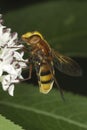 Hornet mimic hoverfly on a white flower / Volucella zonaria Royalty Free Stock Photo