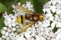 Hornet mimic hoverfly on a white flower / Volucella zonaria Royalty Free Stock Photo