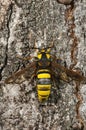 Hornet Moth Sesia apiformis,butterfly