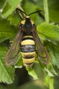 Hornet Moth Sesia apiformis,butterfly