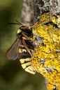 Hornet Moth Sesia apiformis,butterfly