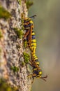 Hornet Moth - Sesia apiformis, mating process of butterflies