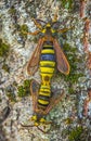 Hornet Moth - Sesia apiformis, mating process of butterflies