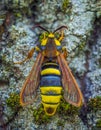 Hornet Moth - Sesia apiformis, mimicry, similarity to a hornet