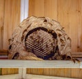 Hornet nest from down Royalty Free Stock Photo
