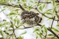 Hornet nest Royalty Free Stock Photo