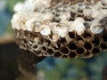 hornet nest - inside Royalty Free Stock Photo