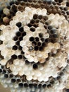 hornet nest - inside Royalty Free Stock Photo