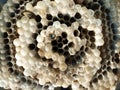 hornet nest - inside Royalty Free Stock Photo