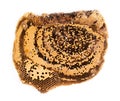 Hornet nest on white background Royalty Free Stock Photo