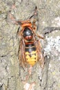 Hornet on oak tree, in spring Royalty Free Stock Photo