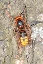 Hornet on oak tree, in spring Royalty Free Stock Photo