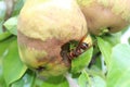 Hornet on a pear in the garden