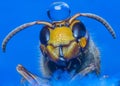 Hornet the queen Royalty Free Stock Photo